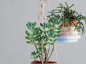 suspension succulente (DIY)