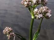 Valeriana officinalis (Valériane officinale)