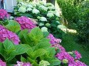Hortensia Virginie 'Annabelle' Hydrangea arborescens