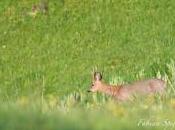 Gentiane, cerfeuil chevreuil?