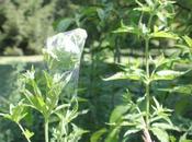 Comment emballer fleurs d'eupatoire