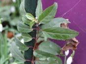 Fuchsia regia reitzii