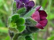 Cynoglossum officinale (Cynoglosse officinale)
