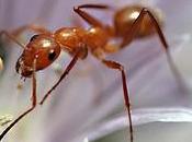 Mieux vivre ensemble grâce fourmis