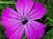 Trois œillets Dianthus intrus, Petrorhagia