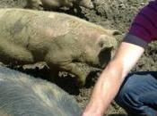 Charente-Maritime tout dans cochon, surtout quand