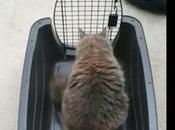 chat dans cage