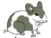 illustration souris