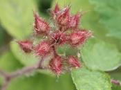 Rubus phoenicolasius