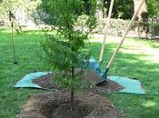 arbre mexicain Jardin Plantes pour visite d'État Président France