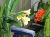 clivia jaune