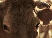 Crise l'élevage, crise modèle