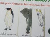coffret Montessori animaux cartes pour découvrir continents