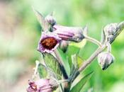 Atropa belladonna, beauté fatale