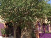 Maison d'Amis Assignan #part