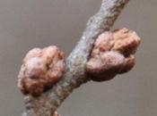 Hippophae rhamnoides, pollinisation