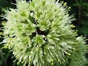 Allium victorialis (Ail cerf)