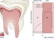BIOMARQUEURS DENTAIRES: dents révèlent entière d'expositions chimiques Nature Reviews Neurology
