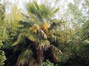 Trachycarpus takil