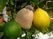 citrons lemons