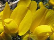 Ajonc d'Europe (Ulex europaeus)