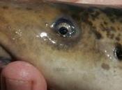 Charente-Maritime lamproie retour dans Sèvre Niortaise