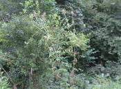 cardère l'eupatoire