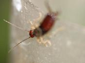 tribulations d'un forficule