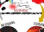 GLUCOSE: Comment consommation cellulaire trahit tumeur Angewandte Chemie International