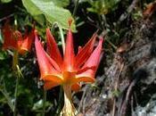 Ancolie pour nourrir gardes corps