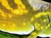 C'est officiel sixième extinction masse cours