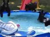 regardent fenêtre croient leurs yeux: voici passe dans piscine!