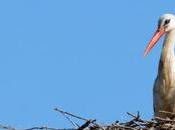 Charente-Maritime cigognes plus nombreuses qu'en Alsace