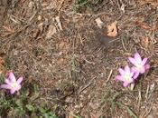 Colchiques dans prés...