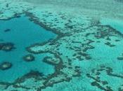 Qatar. barrière corail menacée températures l'eau