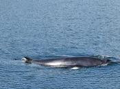 Rorqual commun...