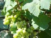 grappes raisin vigne: bonne taille surveillance maladie