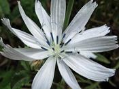 Cichorium intybus albiflora, Chicorée sauvage