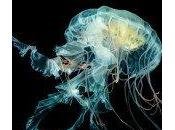 L’iPhone pourrait proposer fonds d’écrans animés