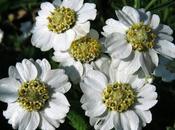 Achillea ptarmica, Achillée sternutatoire