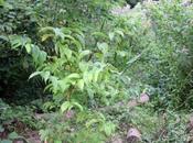 L'heptacodium miconioides commence fleurir