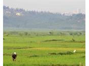 miracle rwandais paradoxe congolais