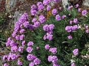 Armeria maritima, Armérie maritime