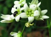 Vincetoxicum hirundinaria, Dompte-venin officinal