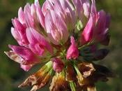 trèfles Trifolium Hybridum subsp. hybridum, Trèfle hybride