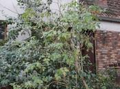 Sureau noir sureau yèble