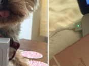 hop, chanceuse déjà reçu iPhone rose