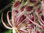 Fruits Carotte sauvage