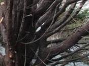 arbres leur jardin coupés pendant qu'ils étaient vacances