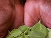 moringa, plante miraculeuse contre malnutrition